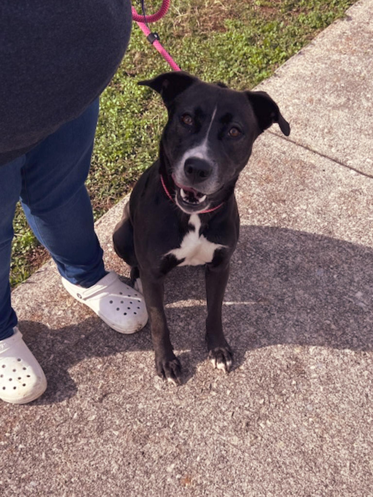 Madeline, Young Female Bull Terrier