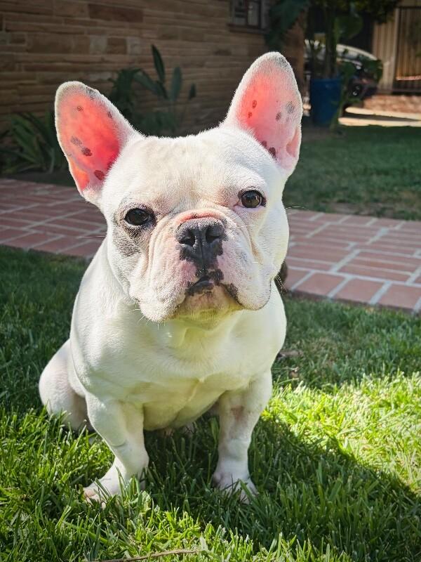 Enlarge Ozzy, a Adoptable French Bulldog in Valley Village, CA image 2/3