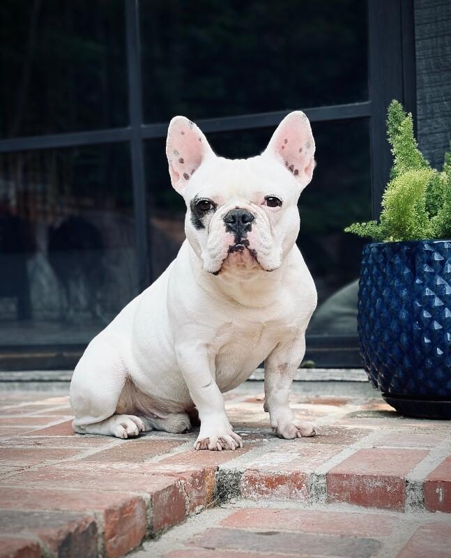 Enlarge Ozzy, a Adoptable French Bulldog in Valley Village, CA image 3/3