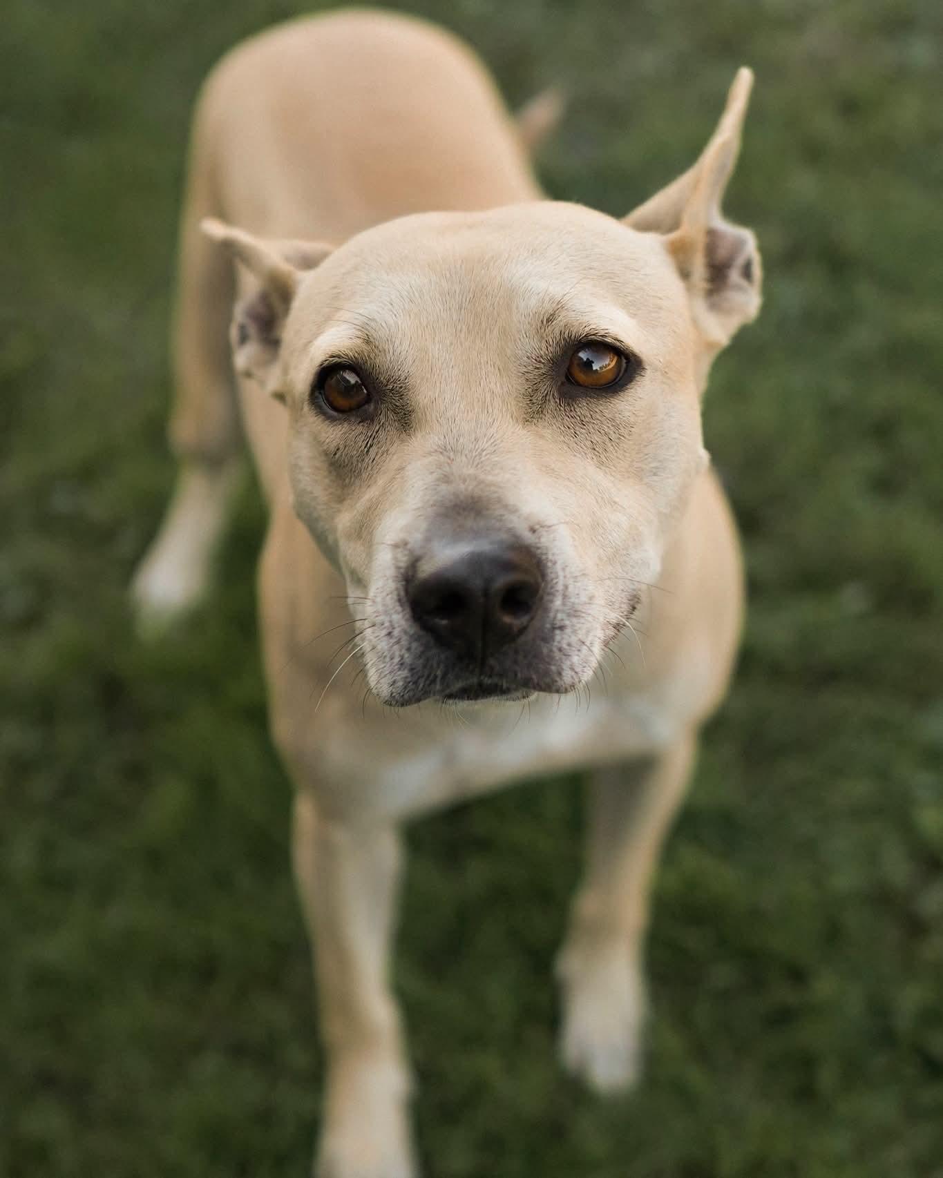 Lil Bit, Adoptable, Young Female Labrador Retriever & Terrier.