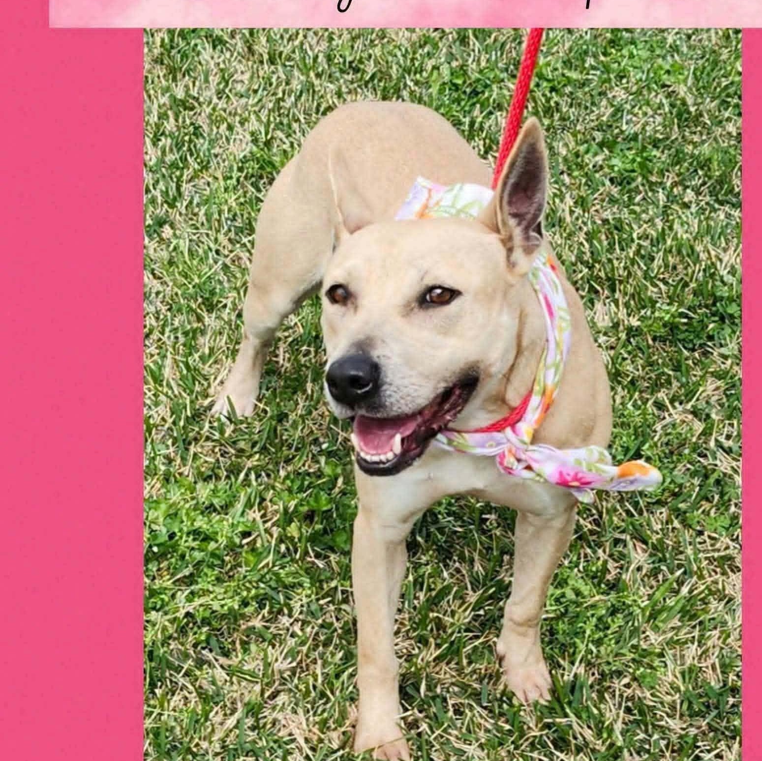 Lil Bit, Adoptable, Young Female Terrier.