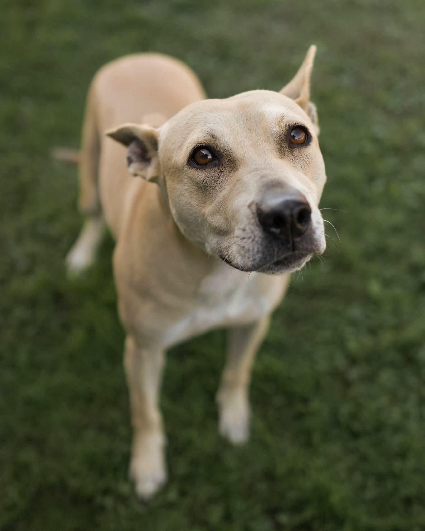 Enlarge Lil Bit, a Adoptable mixed breed in North Berwick, ME image 2/2