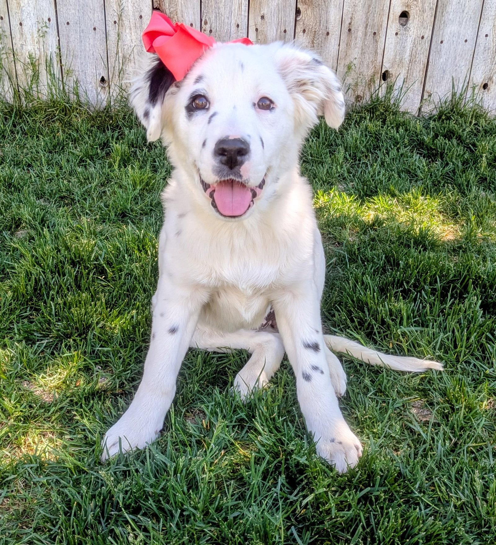 Abbigail, Adopted, Young Female Border Collie.
