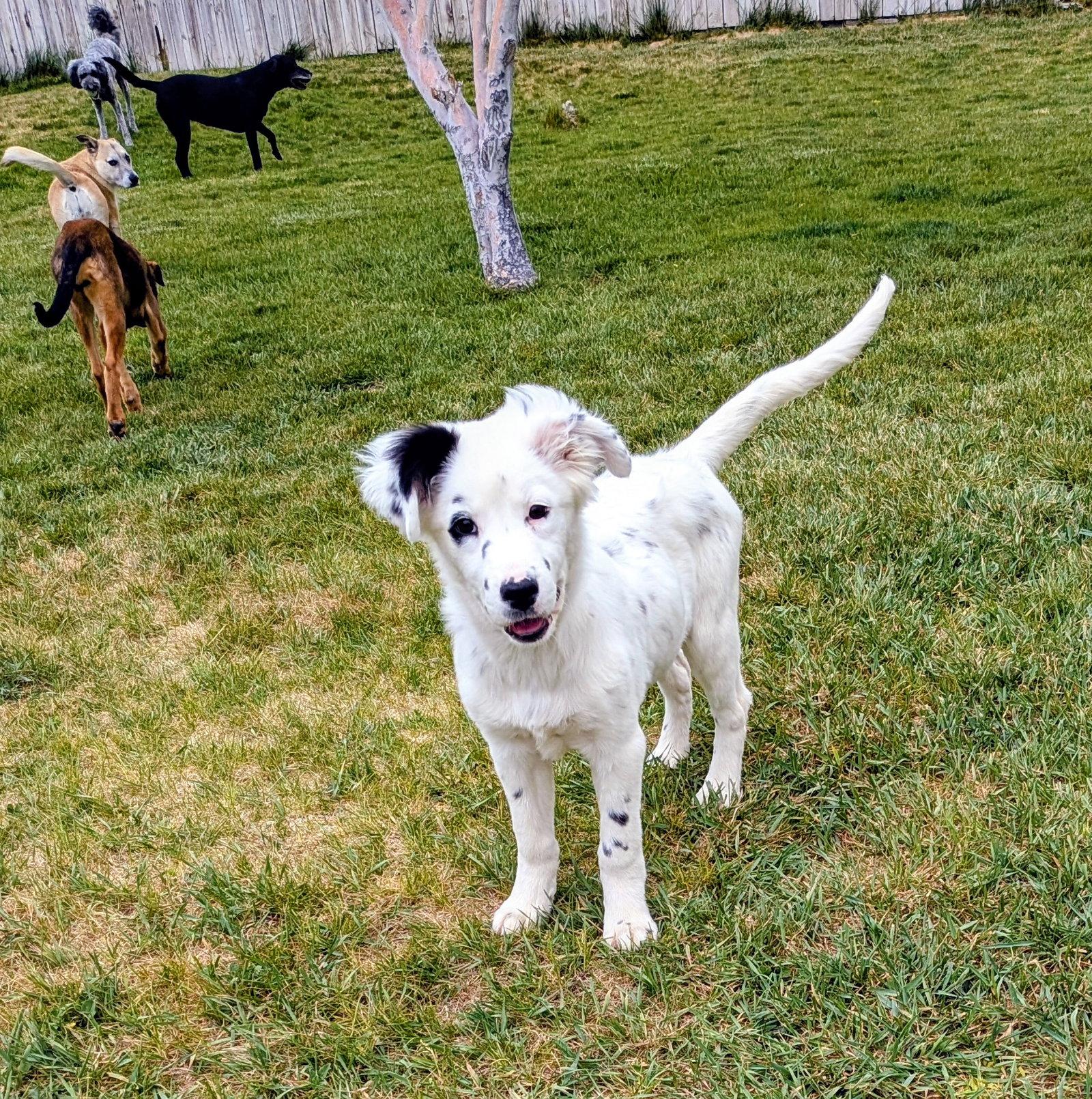 Abbigail, a Adopted Border Collie in Salt Lake City, UT image 2/3