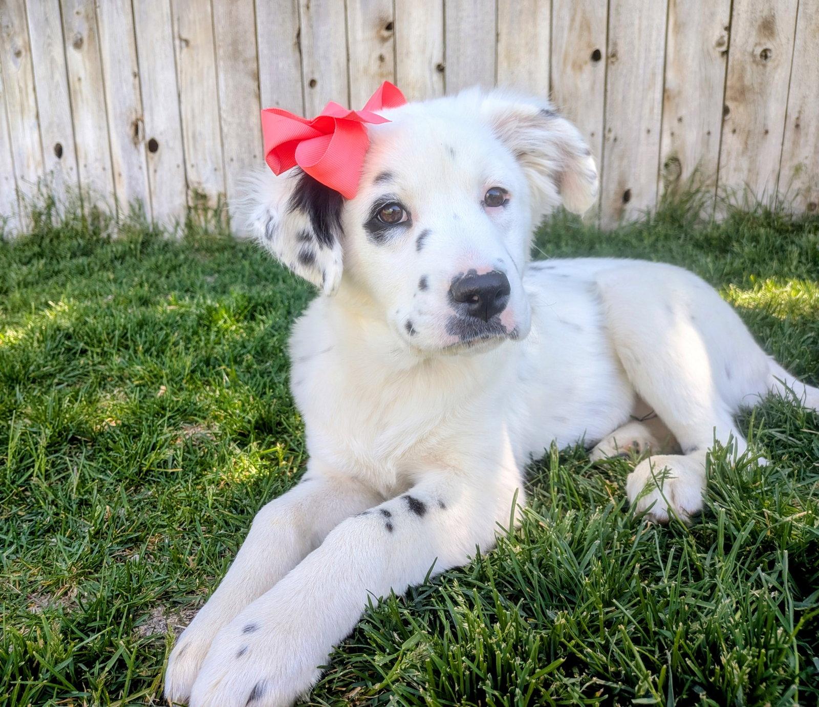 Abbigail, a Adopted Border Collie in Salt Lake City, UT image 3/3