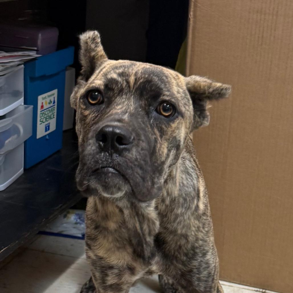 Selma, Adoptable, Young Female Cane Corso.