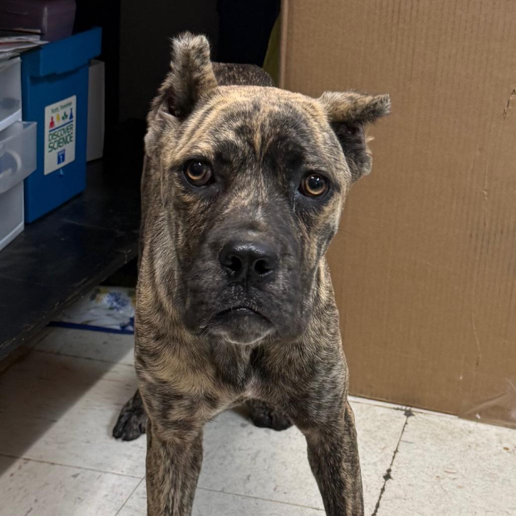 Enlarge Selma, a Adoptable Cane Corso in Jacksonville, AR image 2/2