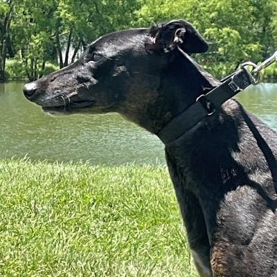 Enlarge Farrah, a ADOPTABLE Greyhound in Dallas, TX image 1/1