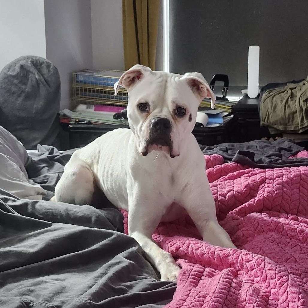 Ned, Adoptable, Adult Male Boxer.
