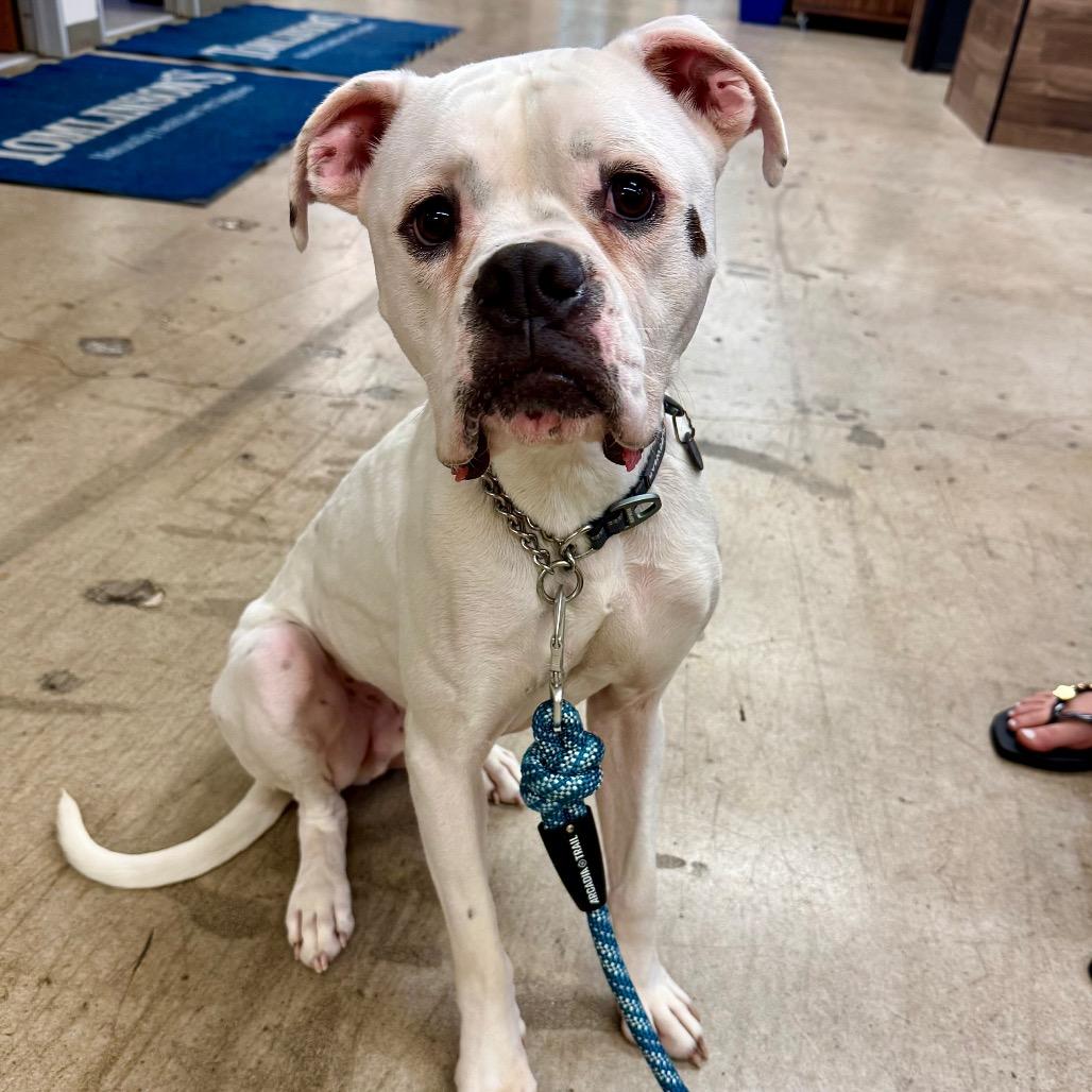Ned, a Adoptable Boxer in Cedar Park, TX image 2/3