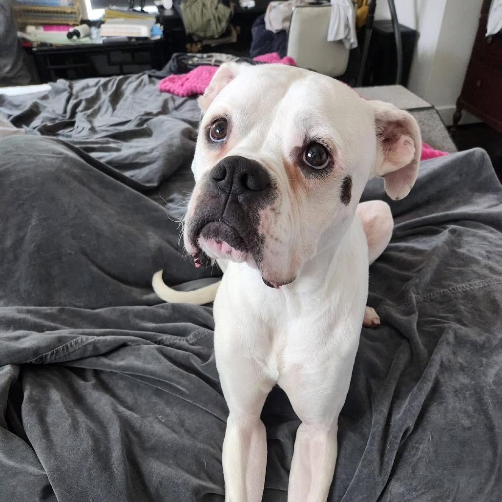 Ned, a Adoptable Boxer in Cedar Park, TX image 3/3