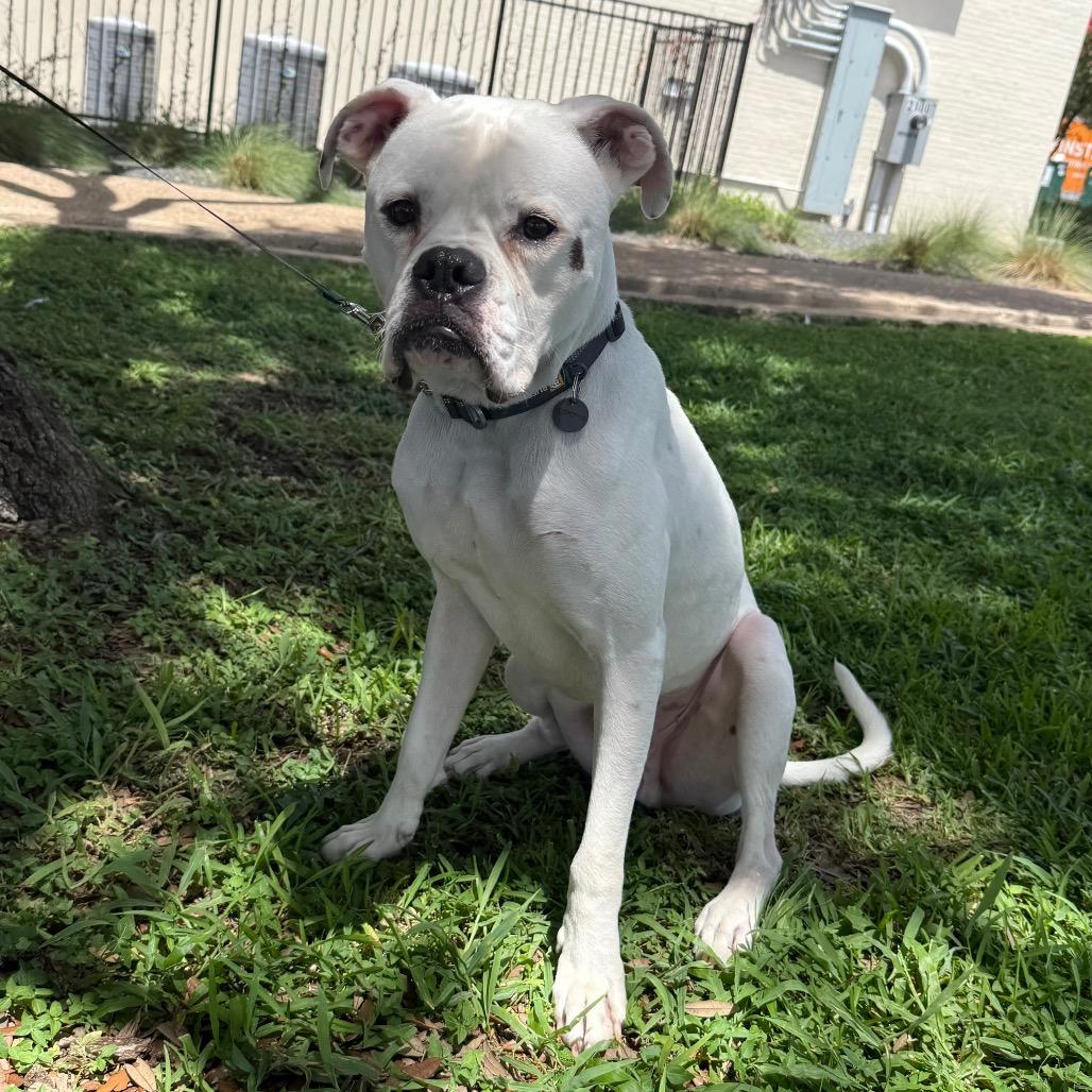 Ned, a Adoptable Boxer in Cedar Park, TX image 4/4