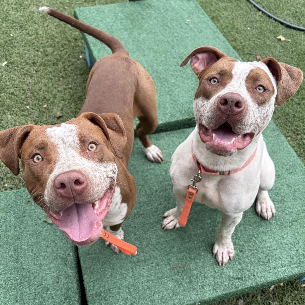 Cookies, Adoptable, Young Female Pit Bull Terrier.