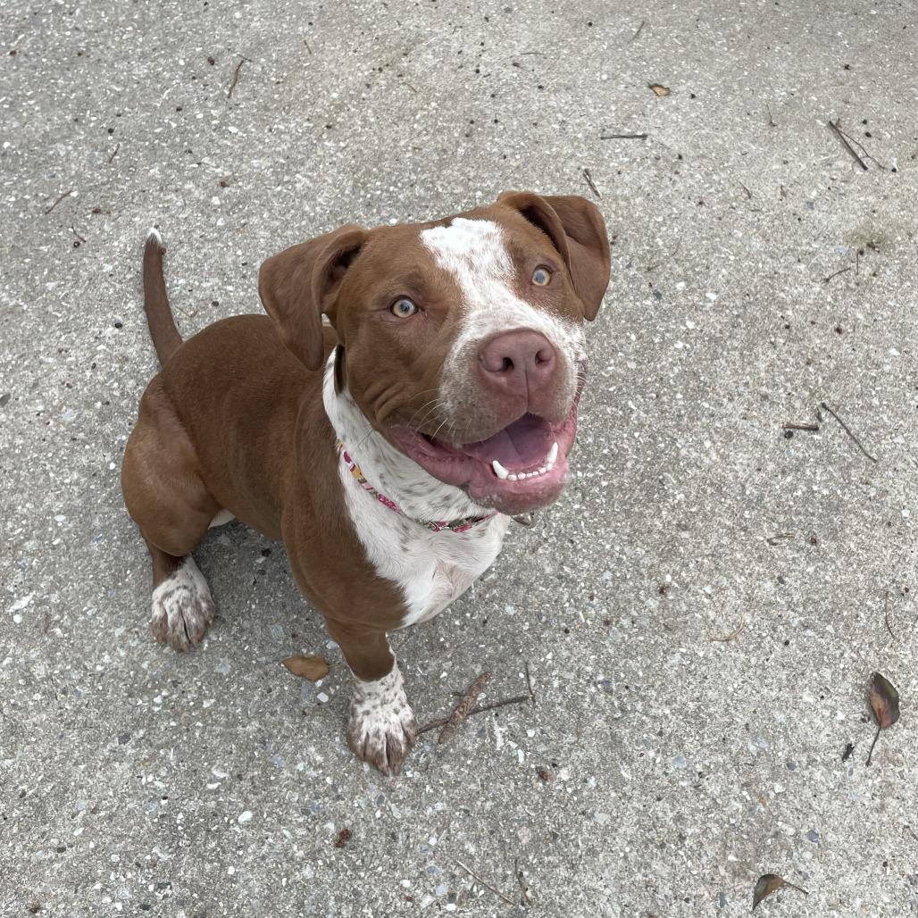 Cookies, a Adoptable Pit Bull Terrier in Baltimore, MD image 2/6