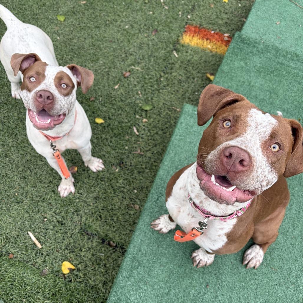 Cookies, a Adoptable Pit Bull Terrier in Baltimore, MD image 3/6