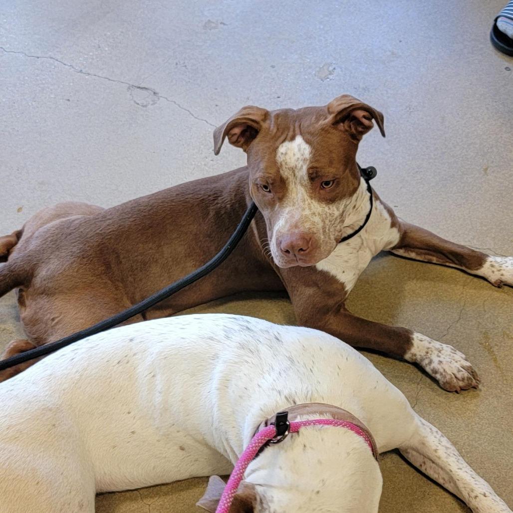 Cookies, a Adoptable Pit Bull Terrier in Baltimore, MD image 4/6