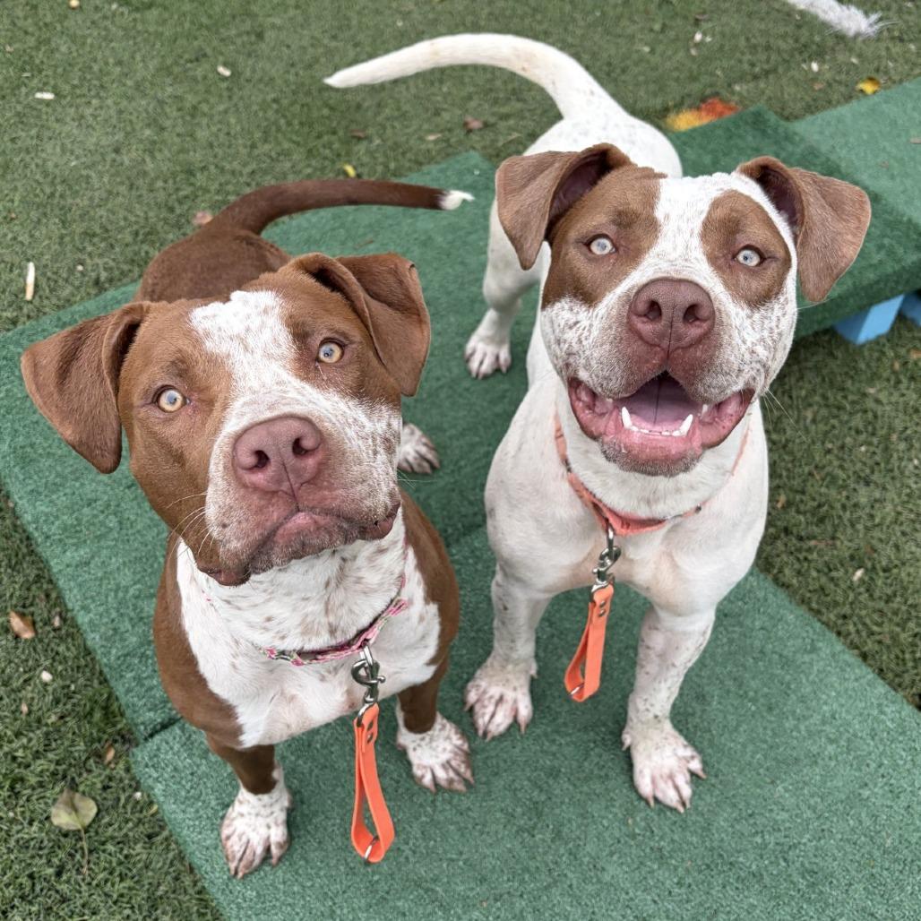 Cookies, a Adoptable Pit Bull Terrier in Baltimore, MD image 5/6