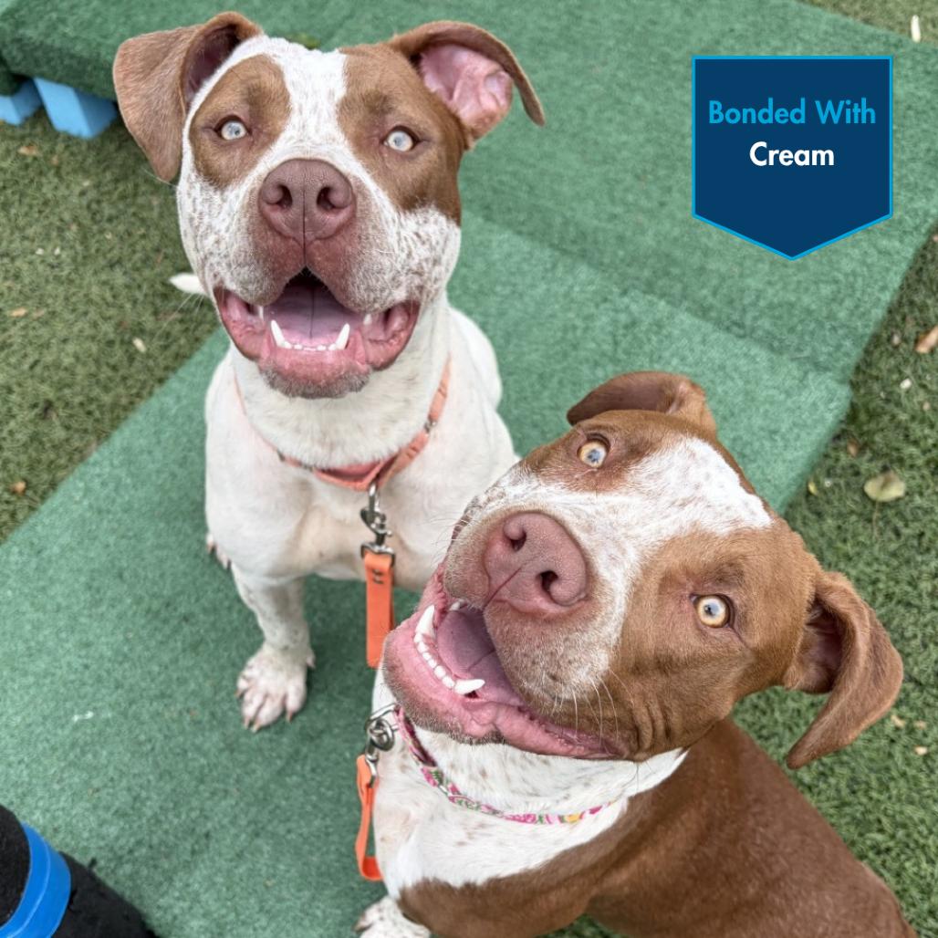 Cookies, a Adoptable Pit Bull Terrier in Baltimore, MD image 6/6
