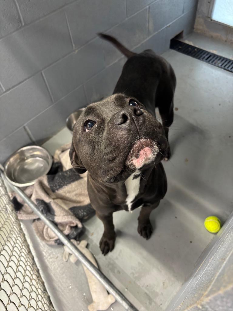 King, Adopted, Young Male Pit Bull Terrier & Hound.