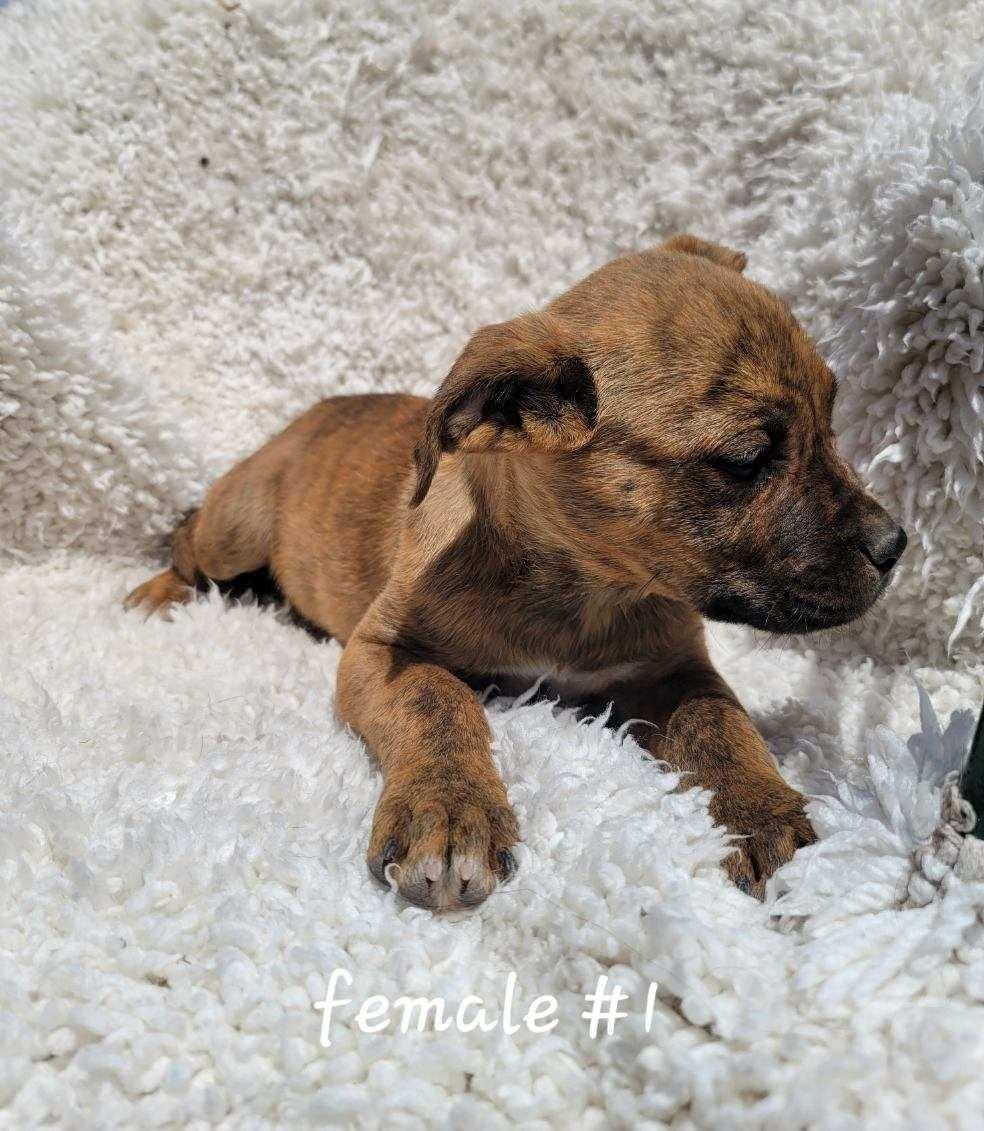Enlarge Pepsi, an adopted mixed breed in Bernalillo, NM image 3/3
