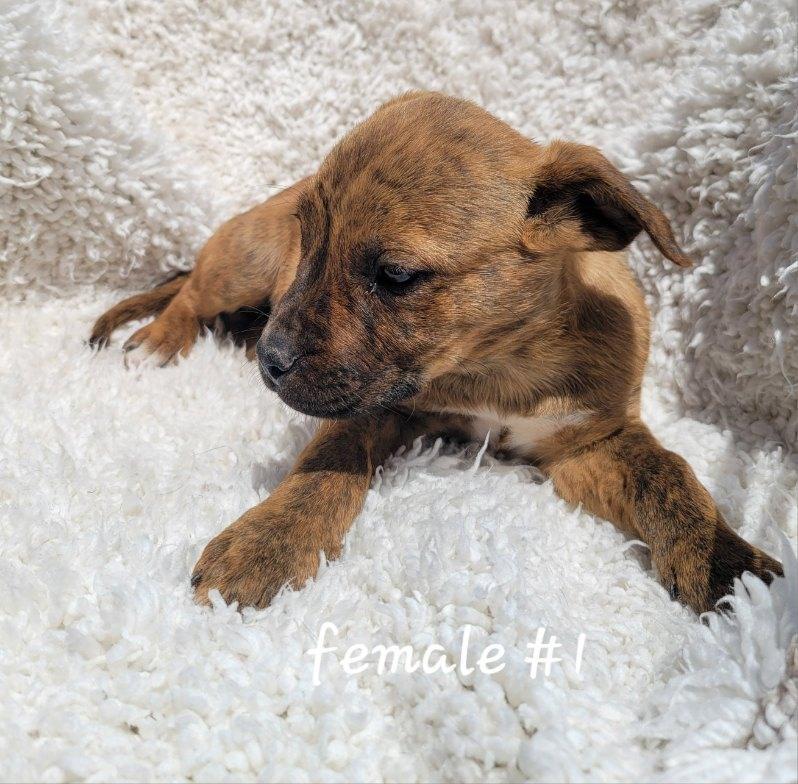 Enlarge Pepsi, an adopted mixed breed in Bernalillo, NM image 2/3