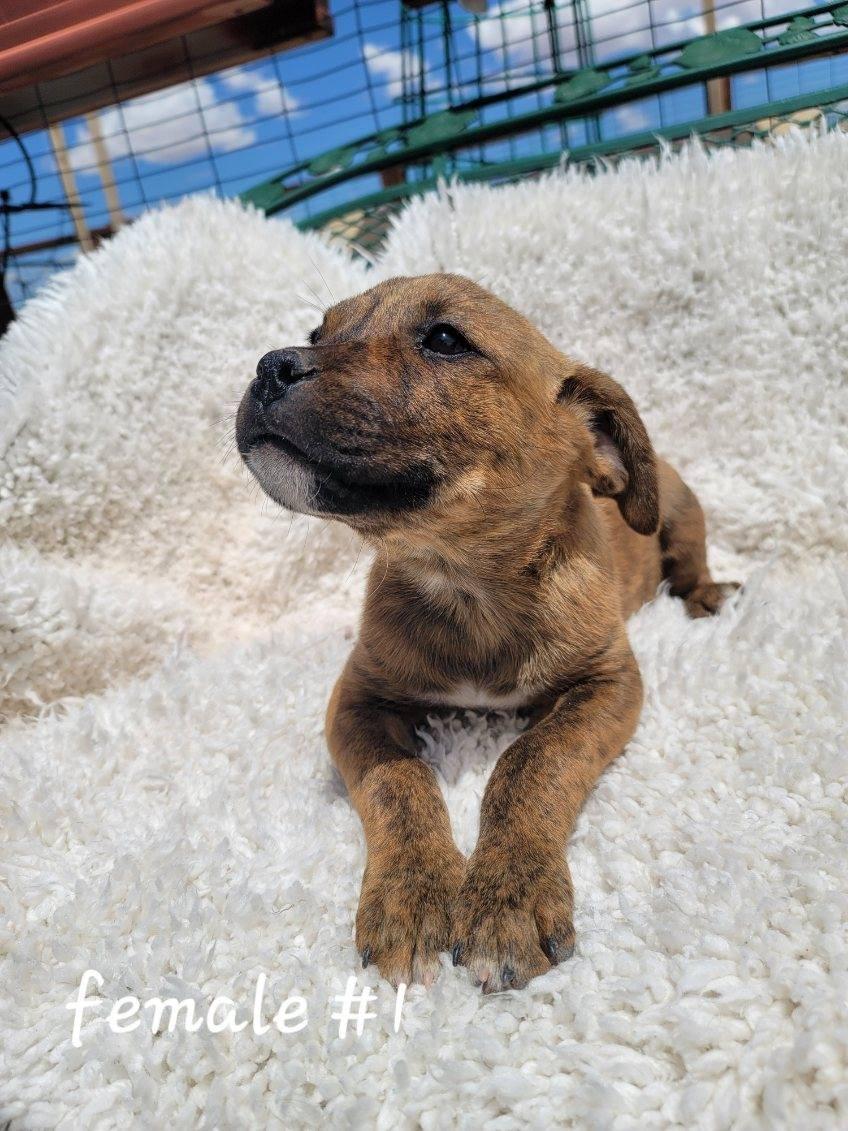 Pepsi, adopted, Puppy Female American Staffordshire Terrier.
