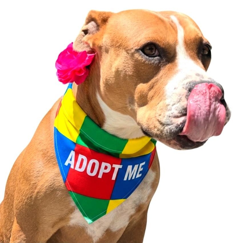 Enlarge Chloe, a ADOPTABLE Pit Bull Terrier in Los Angeles, CA image 3/6