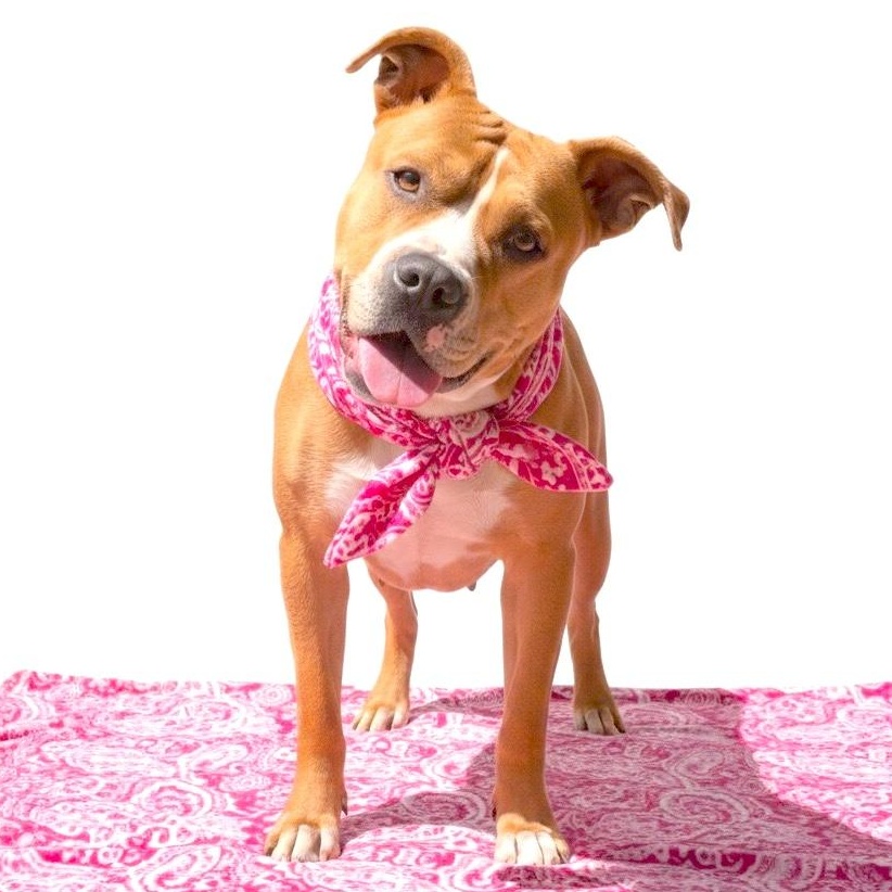 Chloe, ADOPTABLE, Adult Female Pit Bull Terrier.