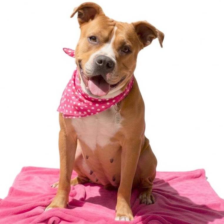 Enlarge Chloe, a ADOPTABLE Pit Bull Terrier in Los Angeles, CA image 2/6