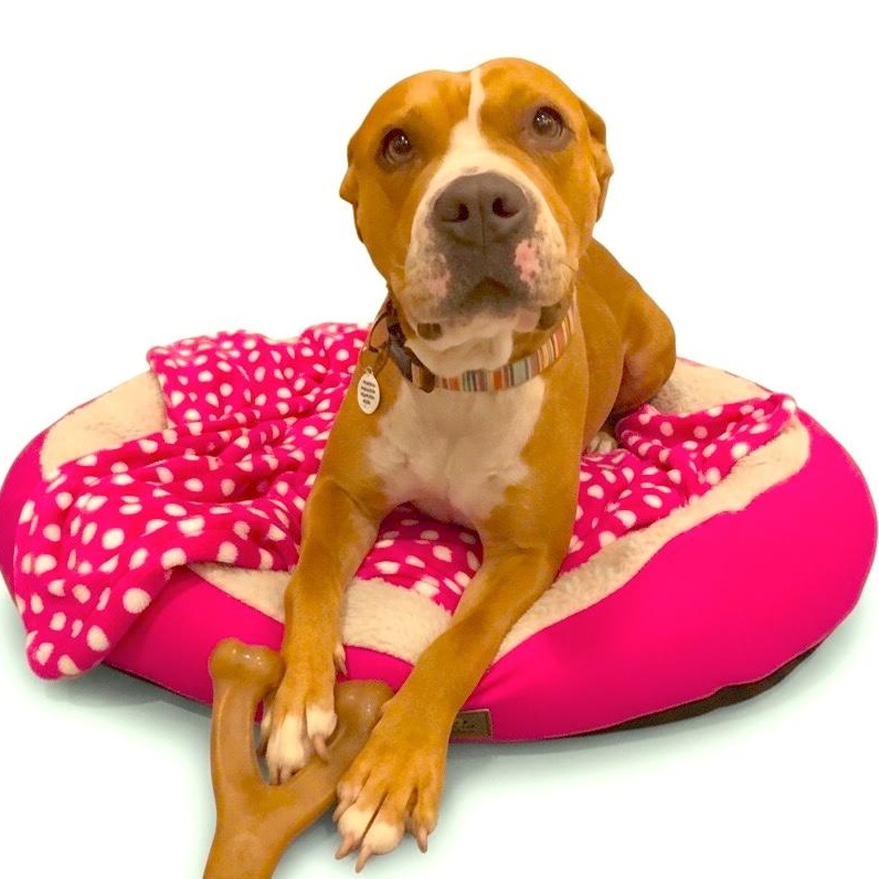 Enlarge Chloe, a ADOPTABLE Pit Bull Terrier in Los Angeles, CA image 4/6