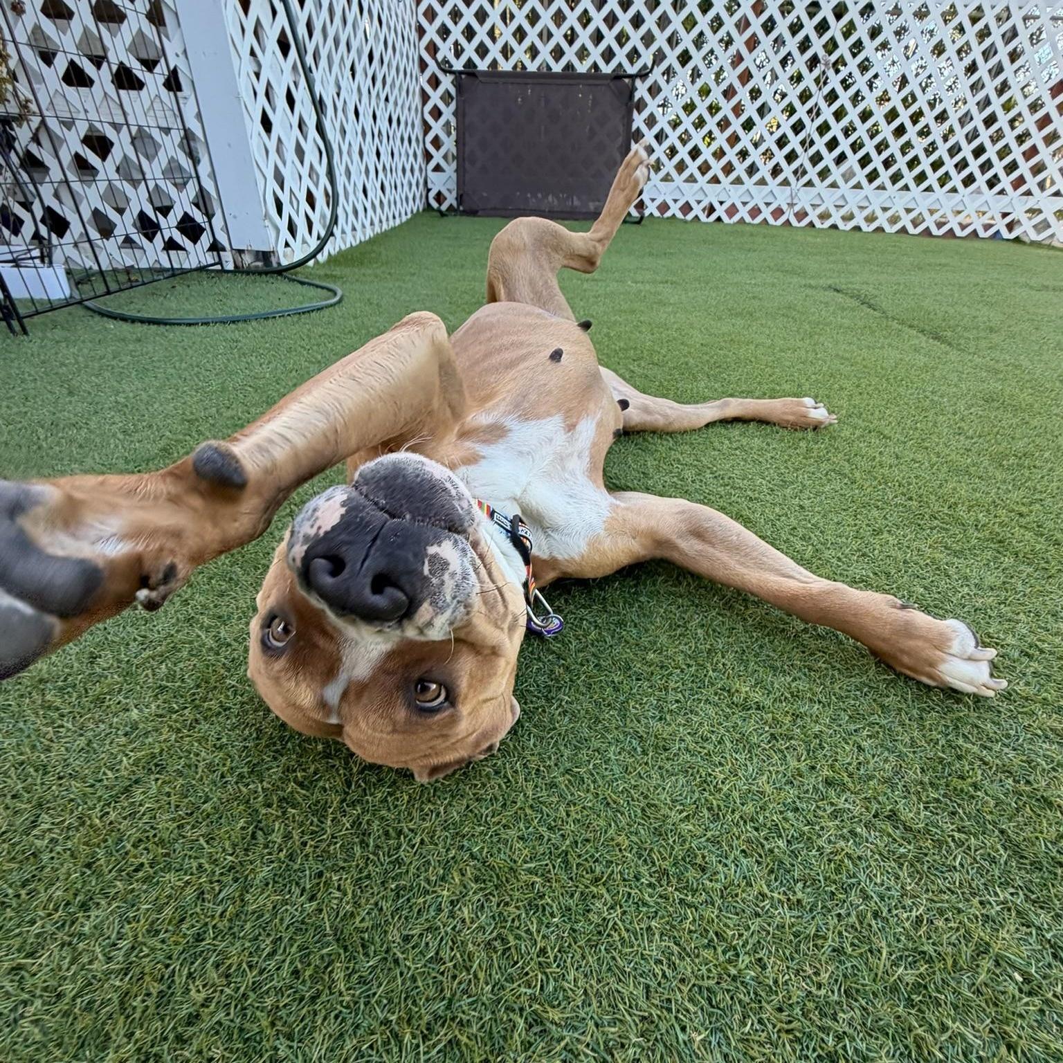 Enlarge Chloe, a ADOPTABLE Pit Bull Terrier in Los Angeles, CA image 5/6