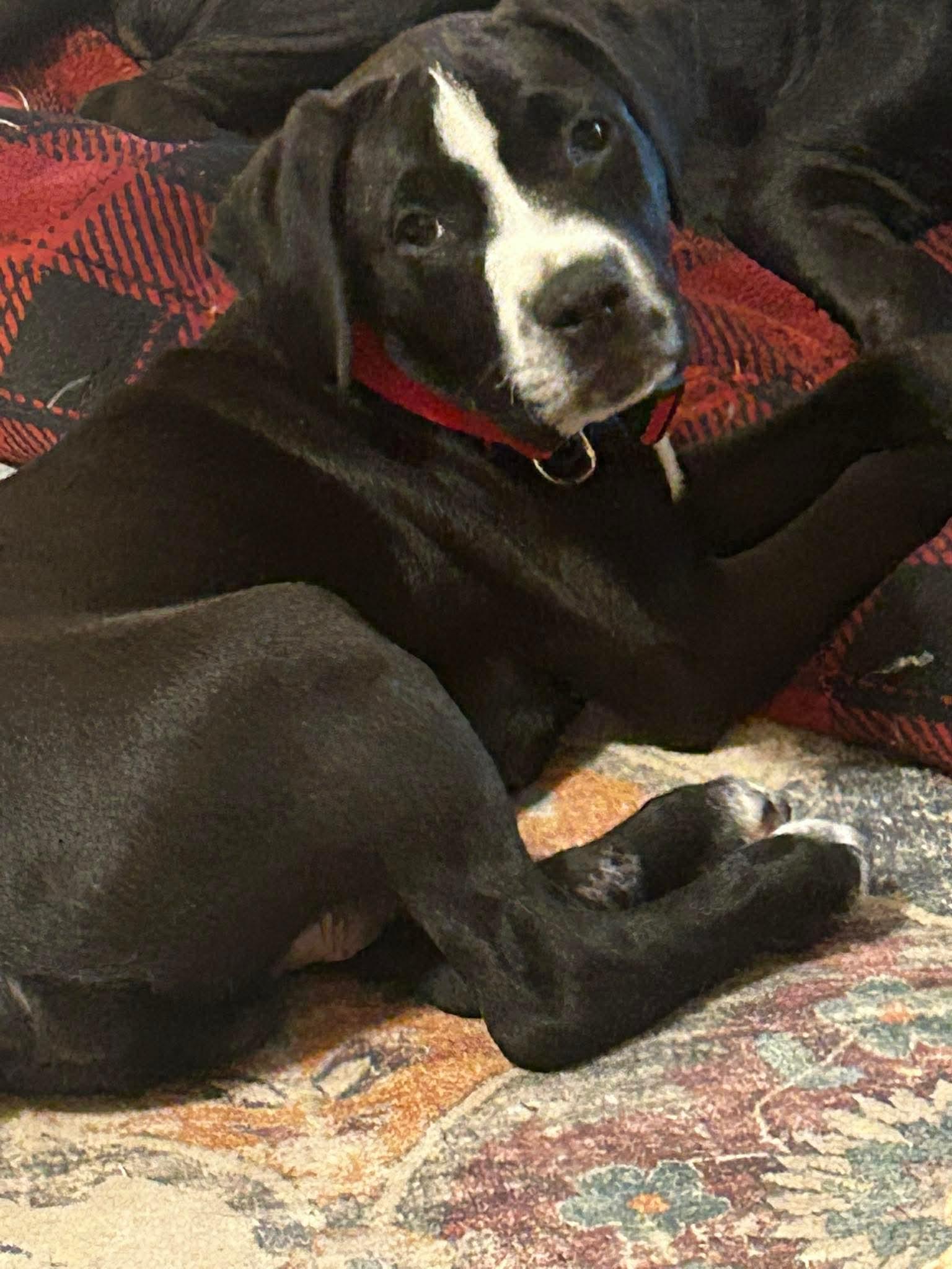 Enlarge Howie, an adopted mixed breed in Walker, LA image 1/2