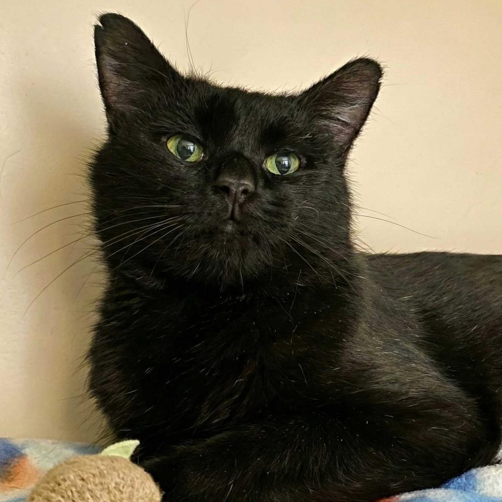 Logan, Adoptable, Adult Male Domestic Short Hair.
