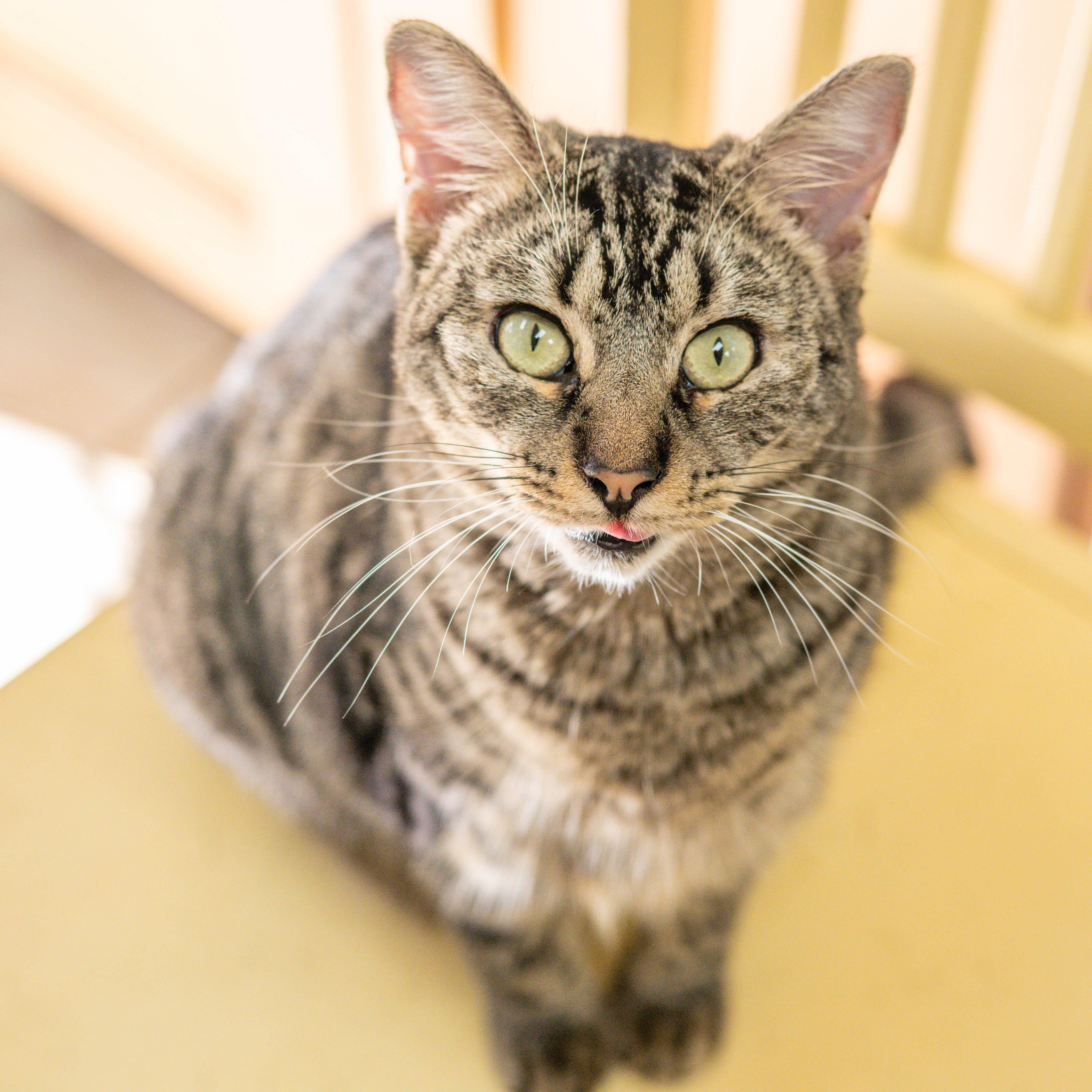 Cady, Adoptable, Adult Female Domestic Short Hair.