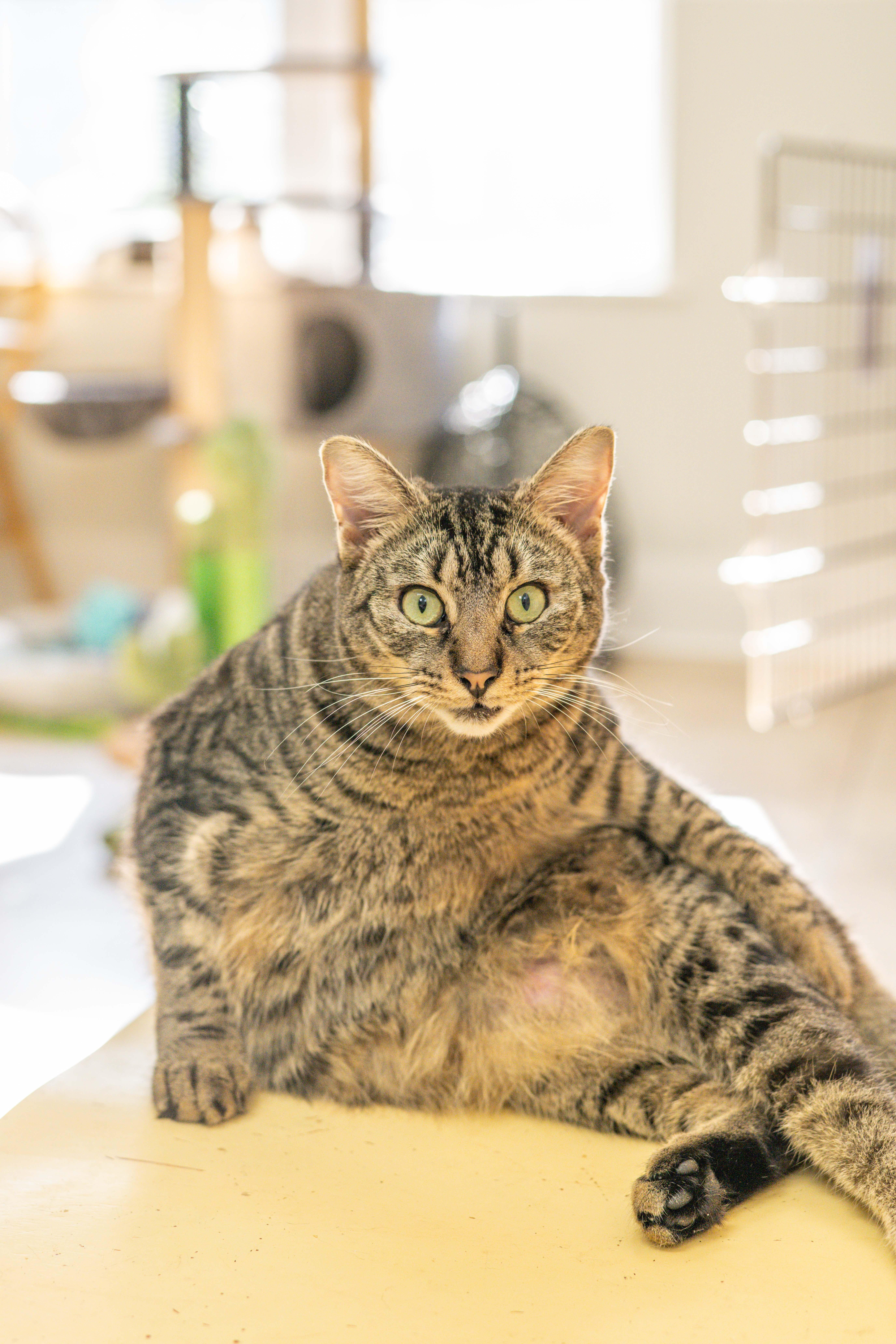 Enlarge Cady, a Adoptable Domestic Short Hair in Hilton Head Island, SC image 3/4