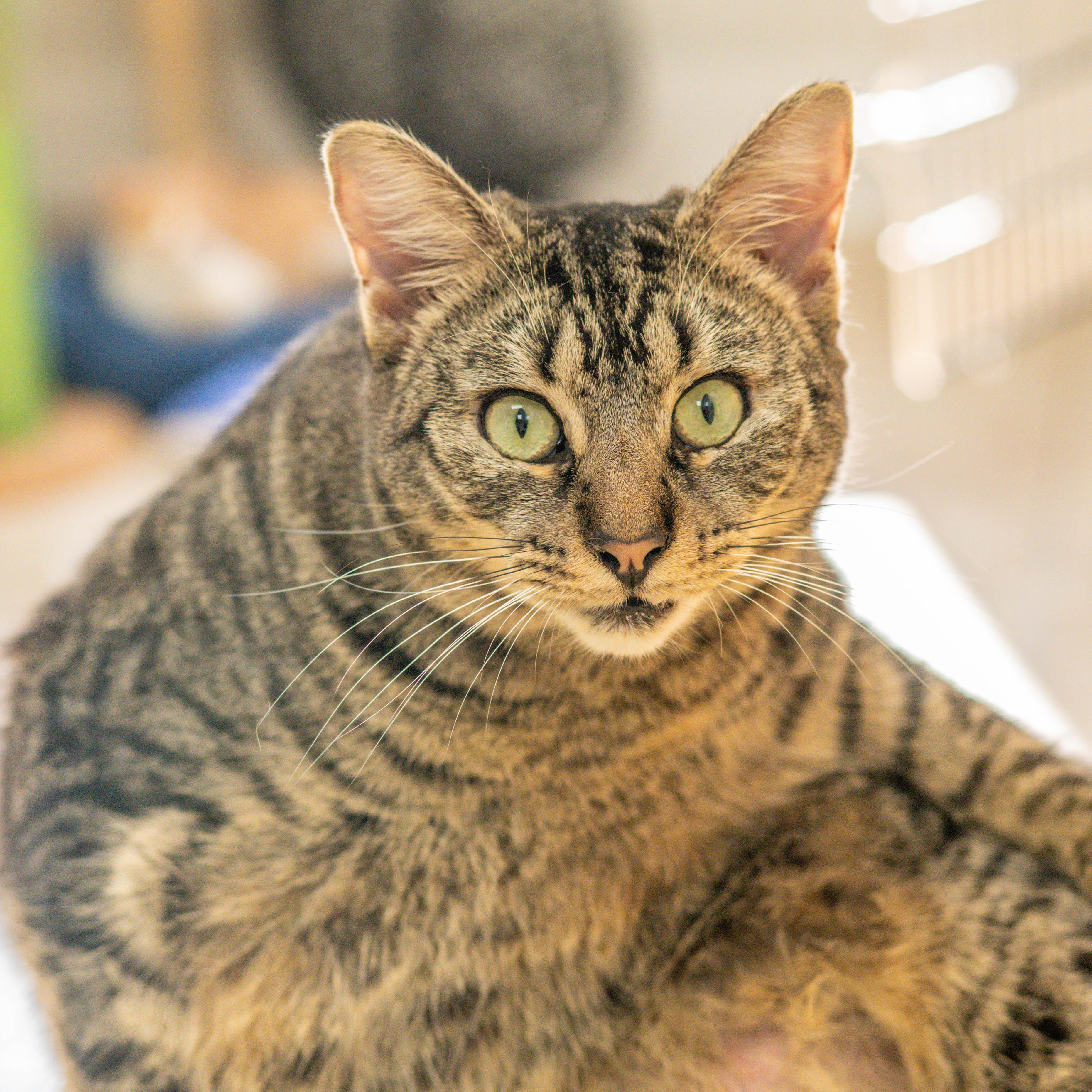 Enlarge Cady, a Adoptable Domestic Short Hair in Hilton Head Island, SC image 2/4
