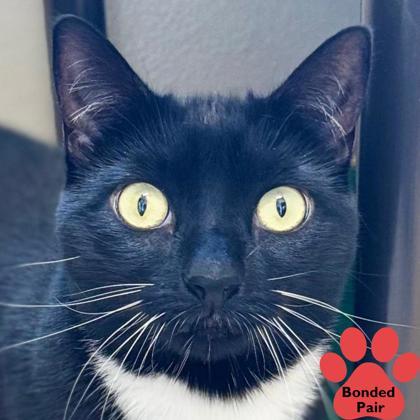 Enlarge Maggie, a Adoptable mixed breed in Pleasanton, CA image 1/3