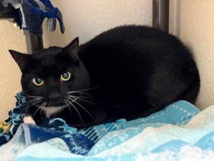 Enlarge Maggie, a Adoptable mixed breed in Pleasanton, CA image 2/3