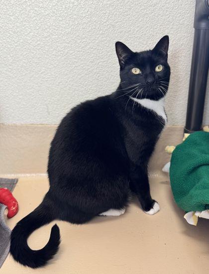 Enlarge Maggie, a Adoptable mixed breed in Pleasanton, CA image 3/3