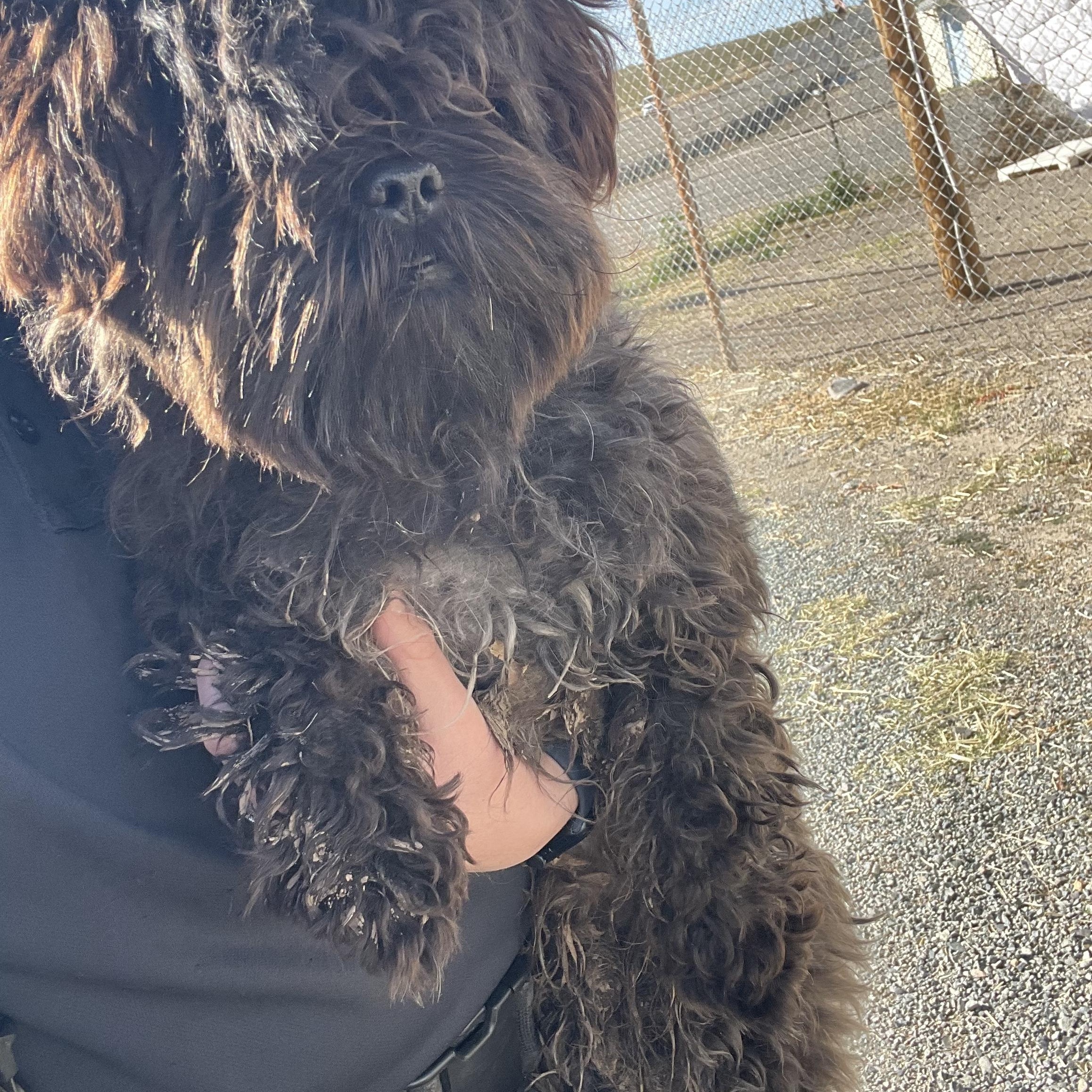 Alfie, ADOPTABLE, Adult Male Shih Tzu.