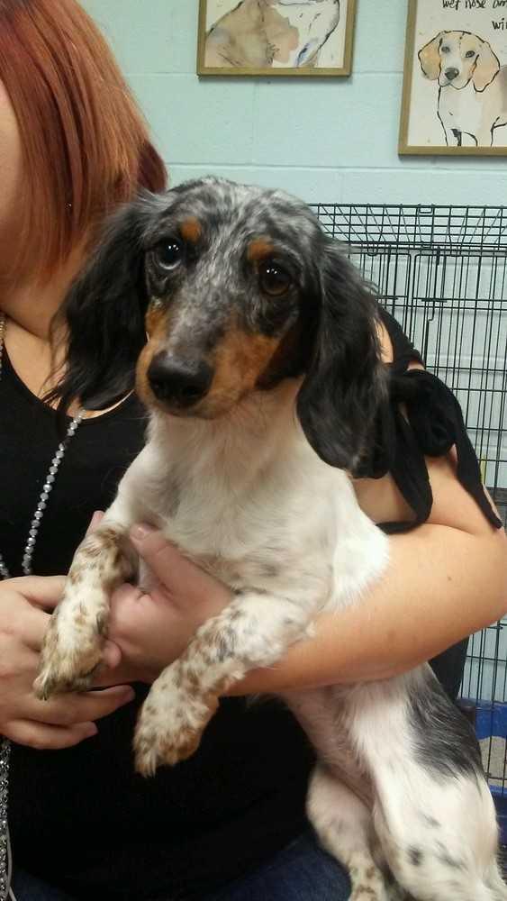 Enlarge Pearl, a Adopted Dachshund in San Angelo, TX image 1/1