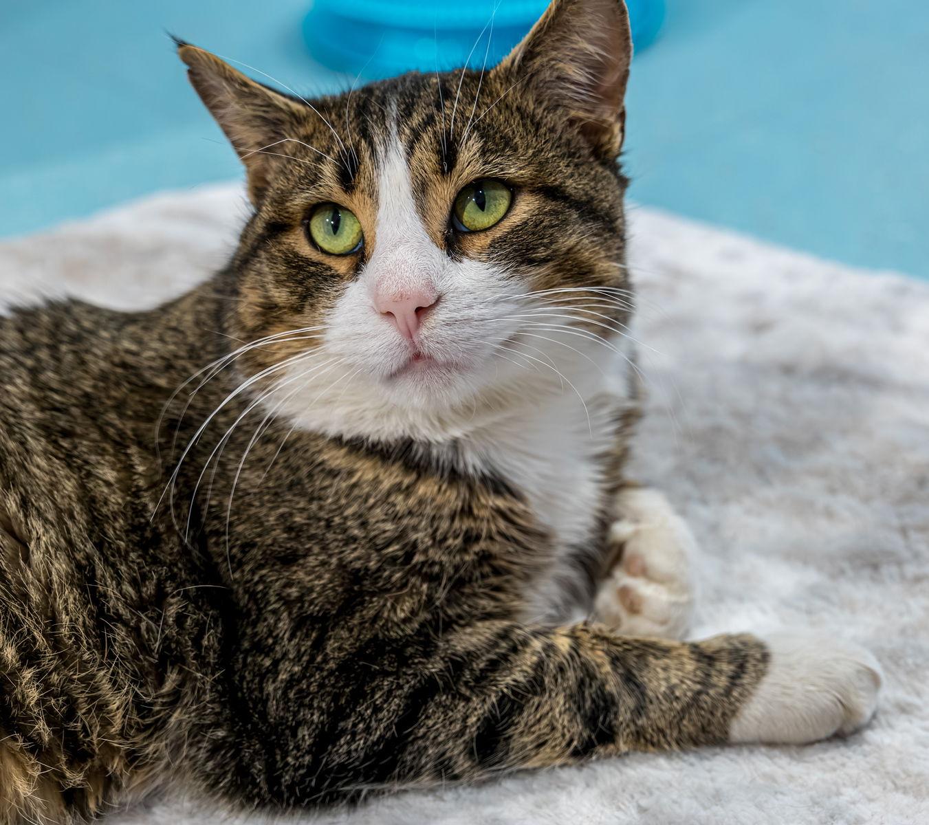 Blazer - KBC, Adopted, Adult Male Tabby & Domestic Short Hair.