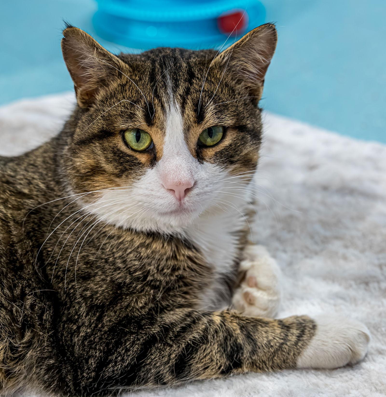 Enlarge Blazer - KBC, a Adopted mixed breed in Dublin, OH image 2/3