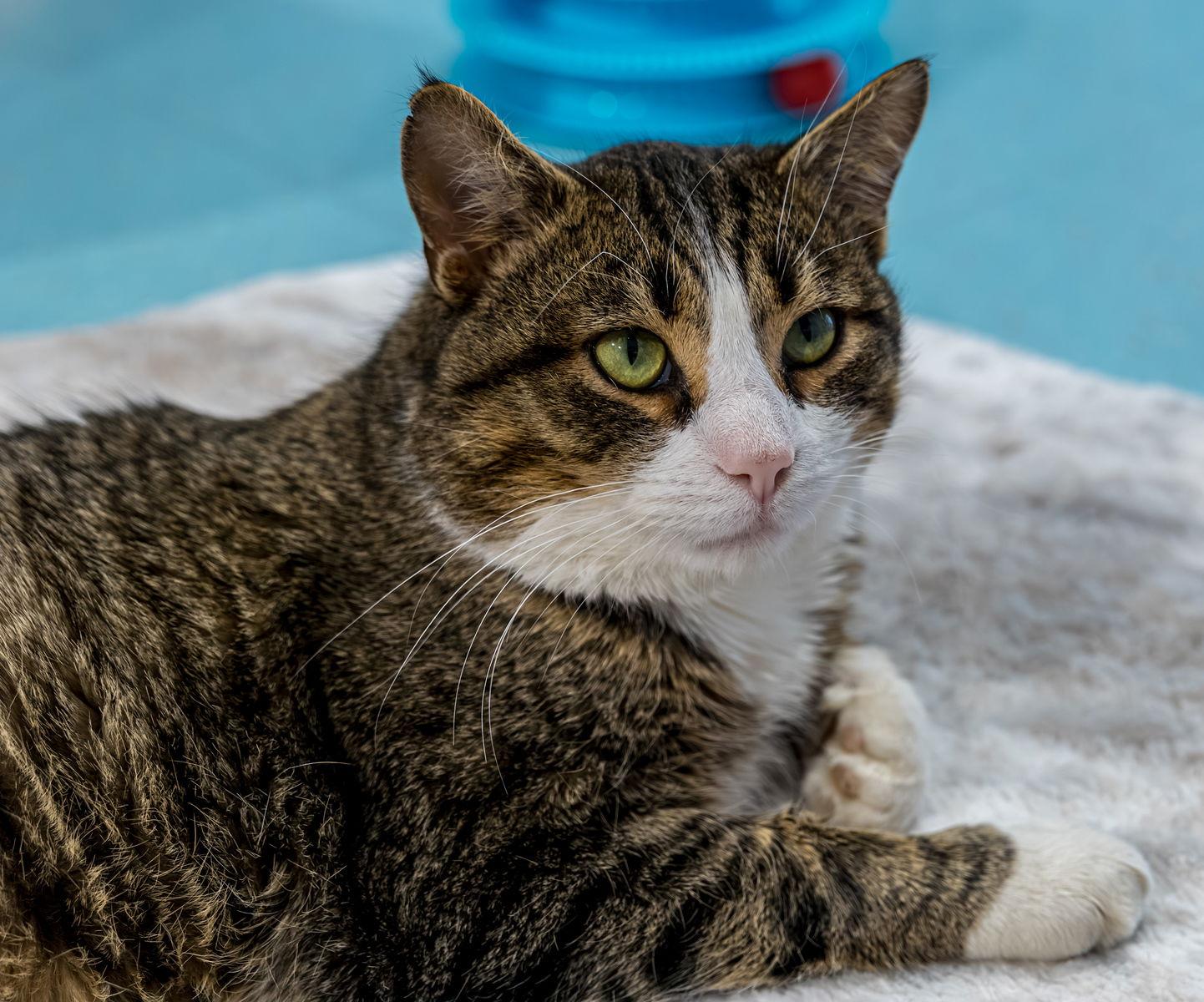 Enlarge Blazer - KBC, a Adopted mixed breed in Dublin, OH image 3/3