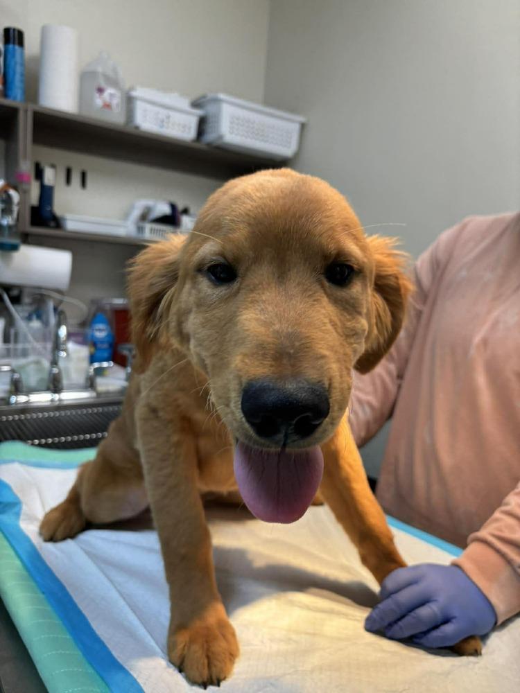 Golden Graham, Adoptable, Puppy Male Golden Retriever.
