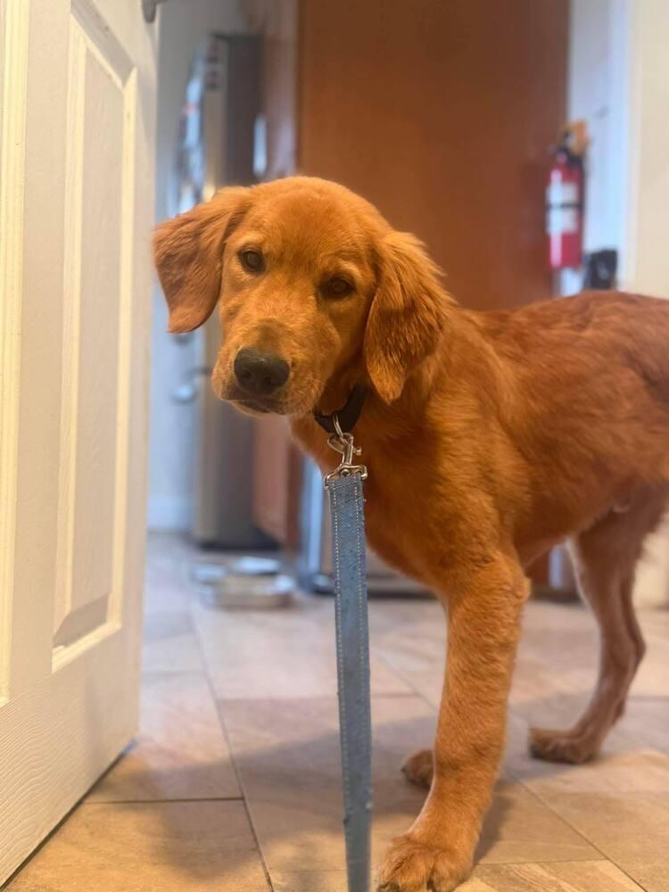 Enlarge Golden Graham, a Adoptable Golden Retriever in Wayne, NJ image 1/3
