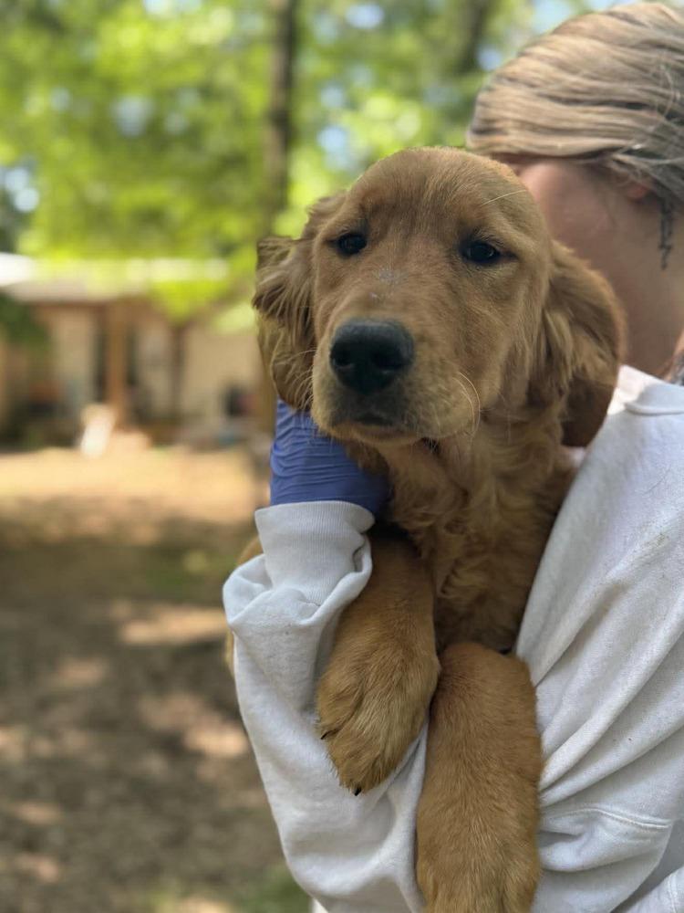 Enlarge Golden Graham, a Adoptable Golden Retriever in Wayne, NJ image 3/3