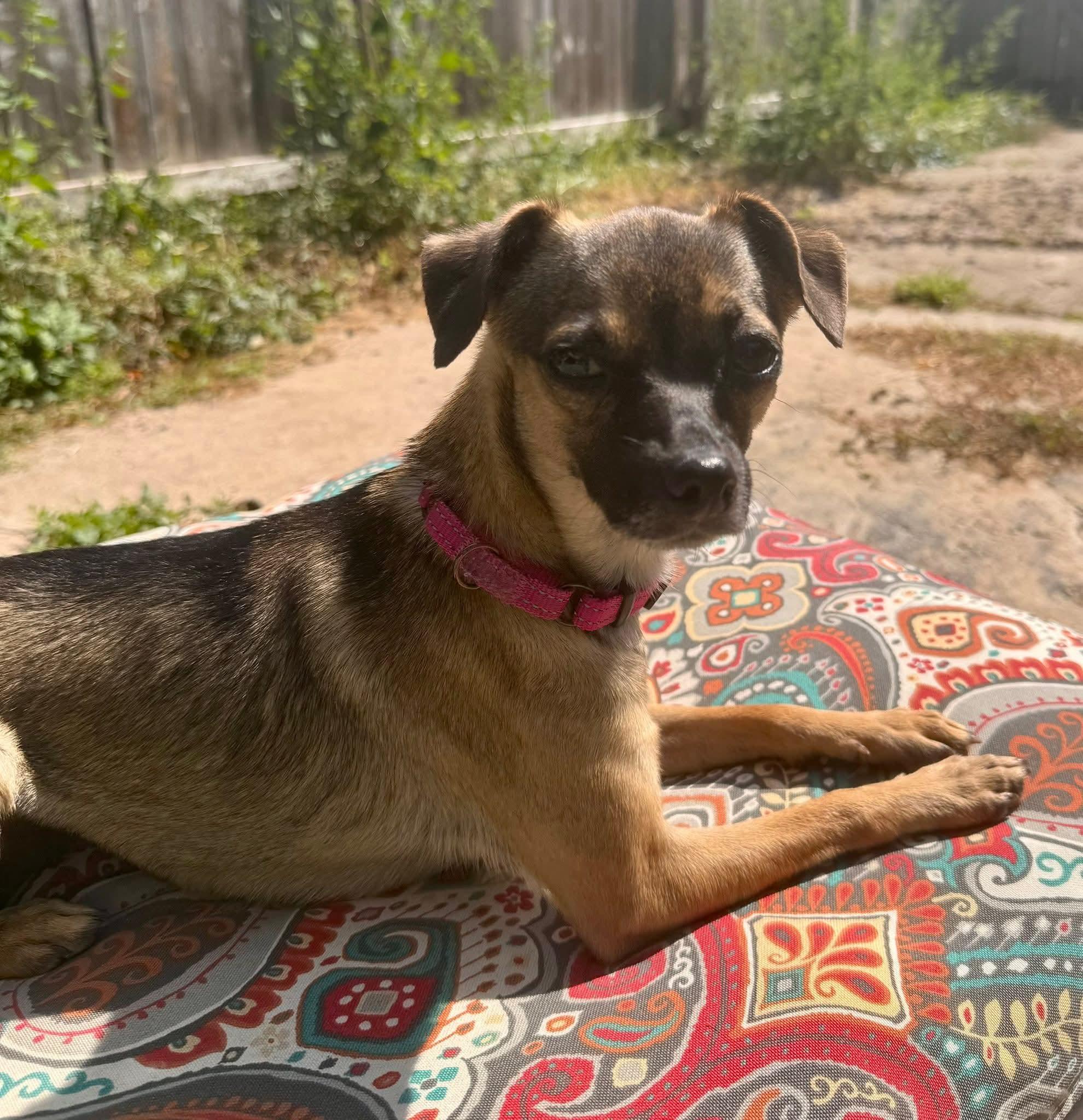 PRINCESS PEACHES    $425