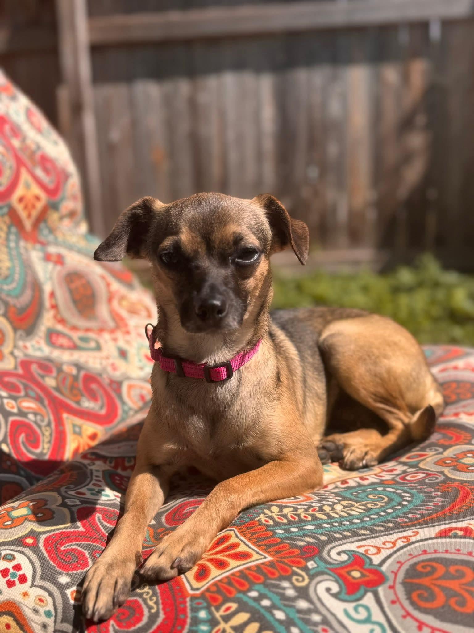 PRINCESS PEACHES    $425