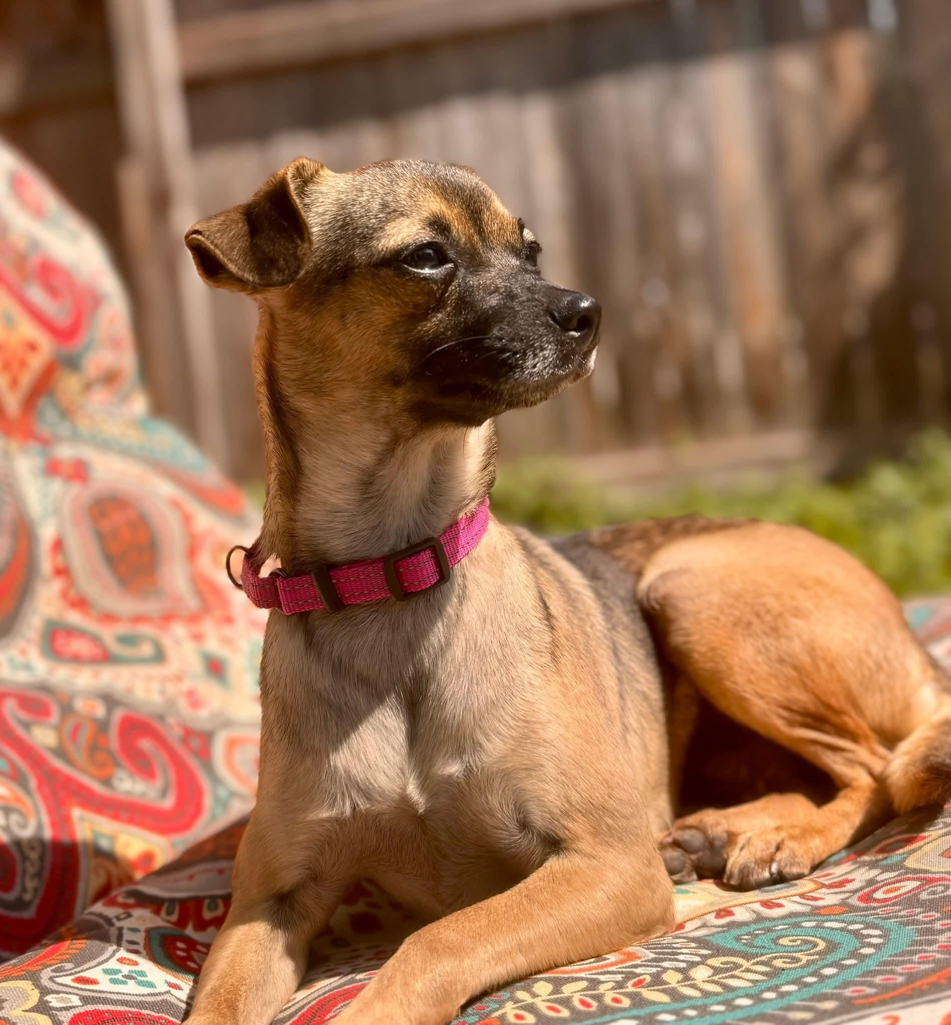 PRINCESS PEACHES    $425